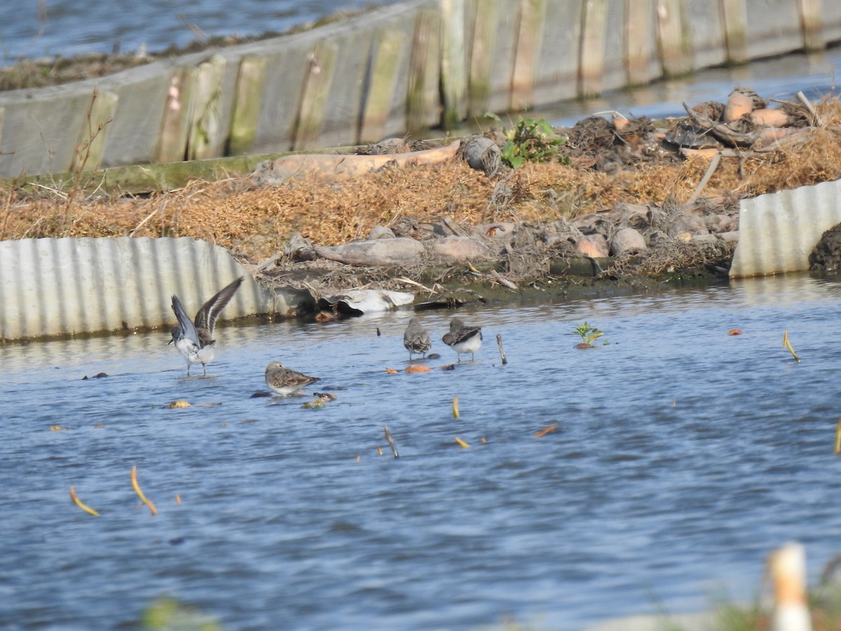 Temminck's Stint - Craig Jackson