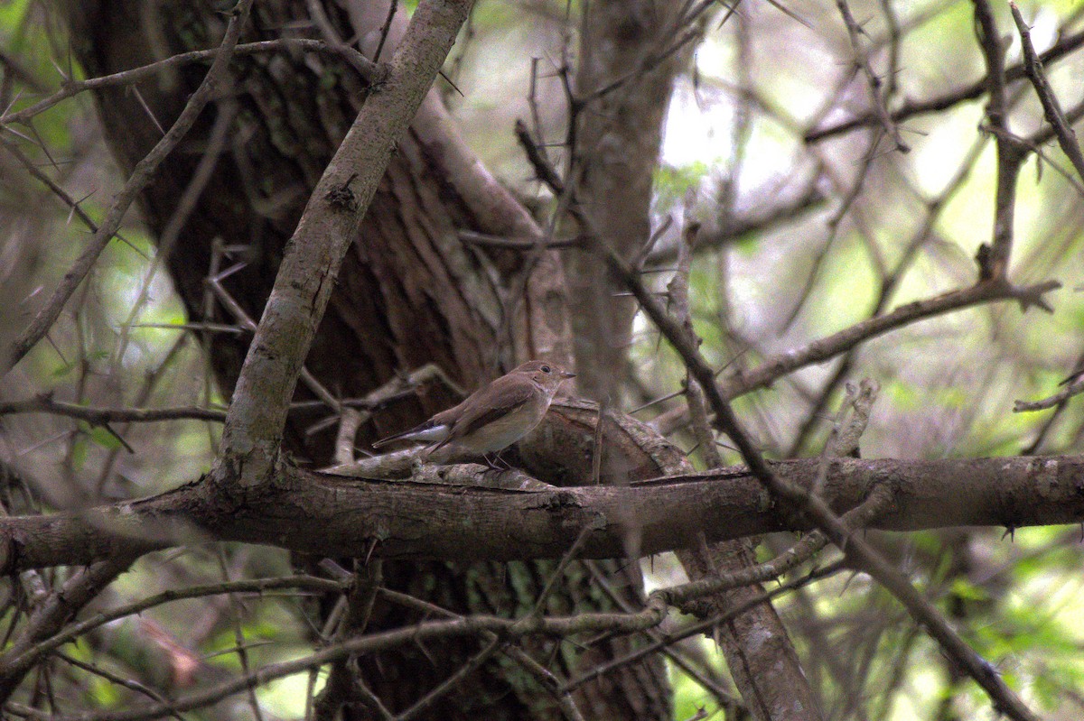 Taiga Flycatcher - Sathish Ramamoorthy