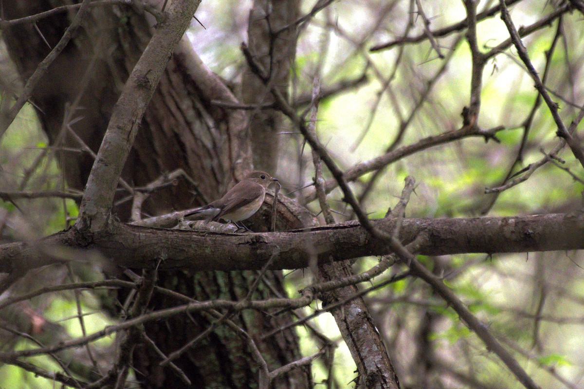 Taiga Flycatcher - Sathish Ramamoorthy