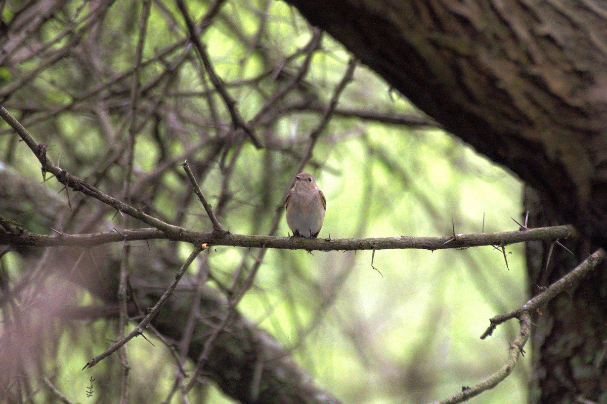 Taiga Flycatcher - Sathish Ramamoorthy