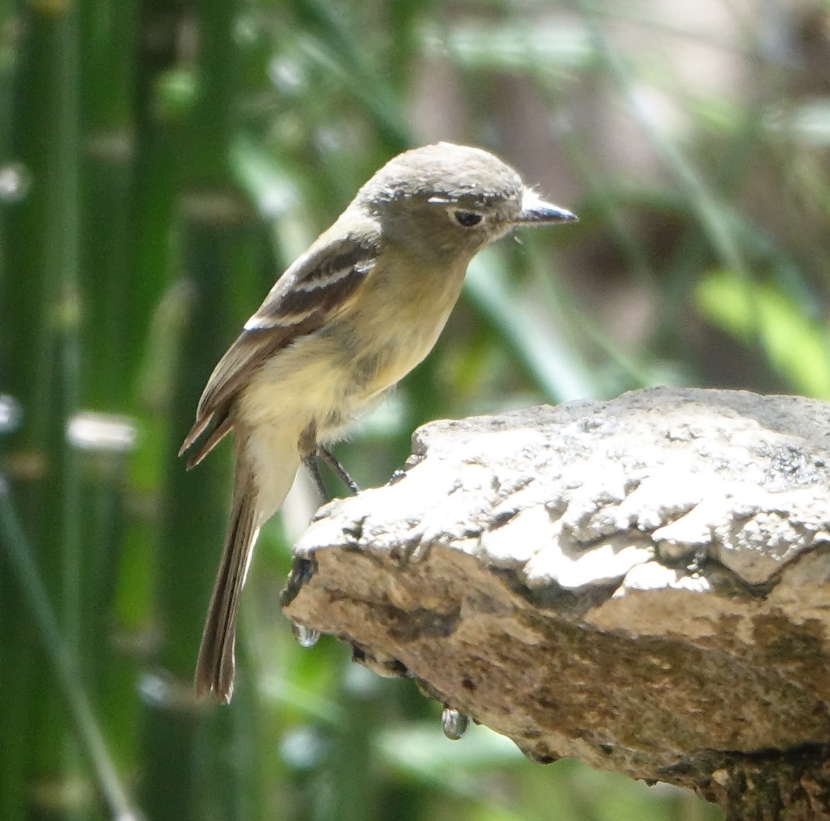 Gray Flycatcher - Carolyn Ohl, cc