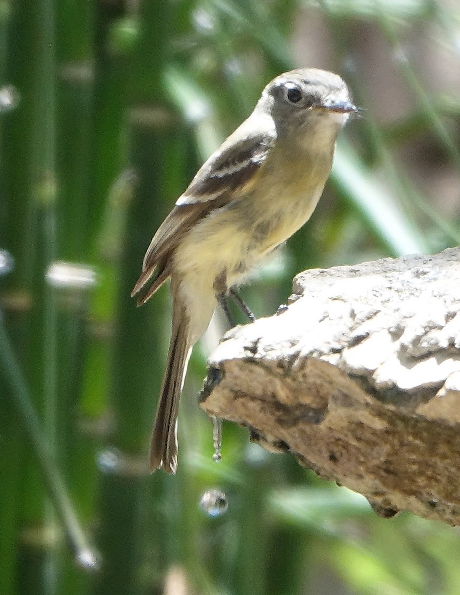 Gray Flycatcher - Carolyn Ohl, cc