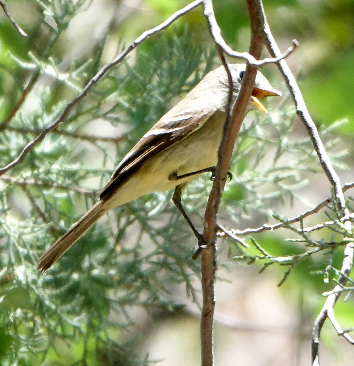 Gray Flycatcher - Carolyn Ohl, cc