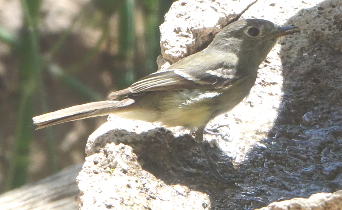 Gray Flycatcher - Carolyn Ohl, cc