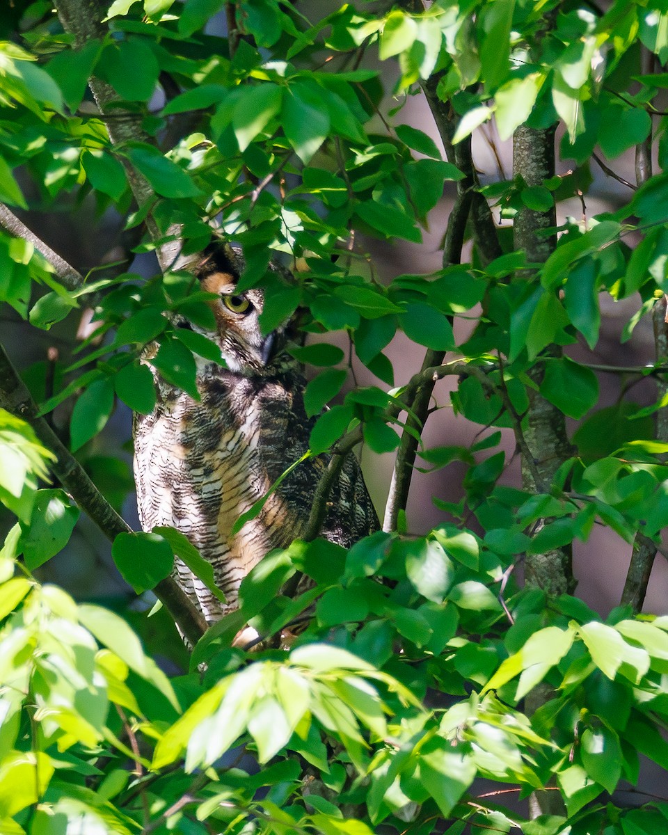 Great Horned Owl - ML619452760
