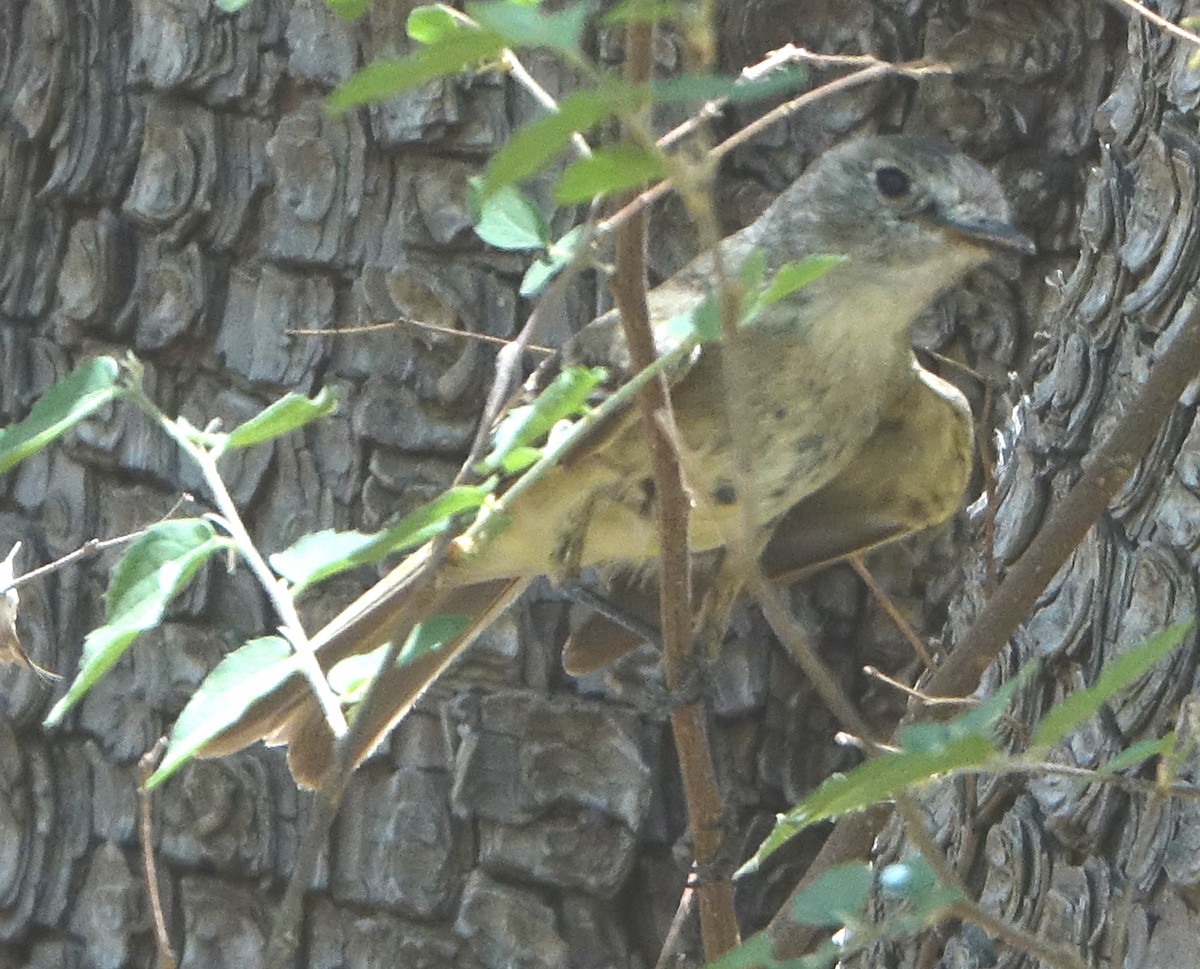 Gray Flycatcher - Carolyn Ohl, cc