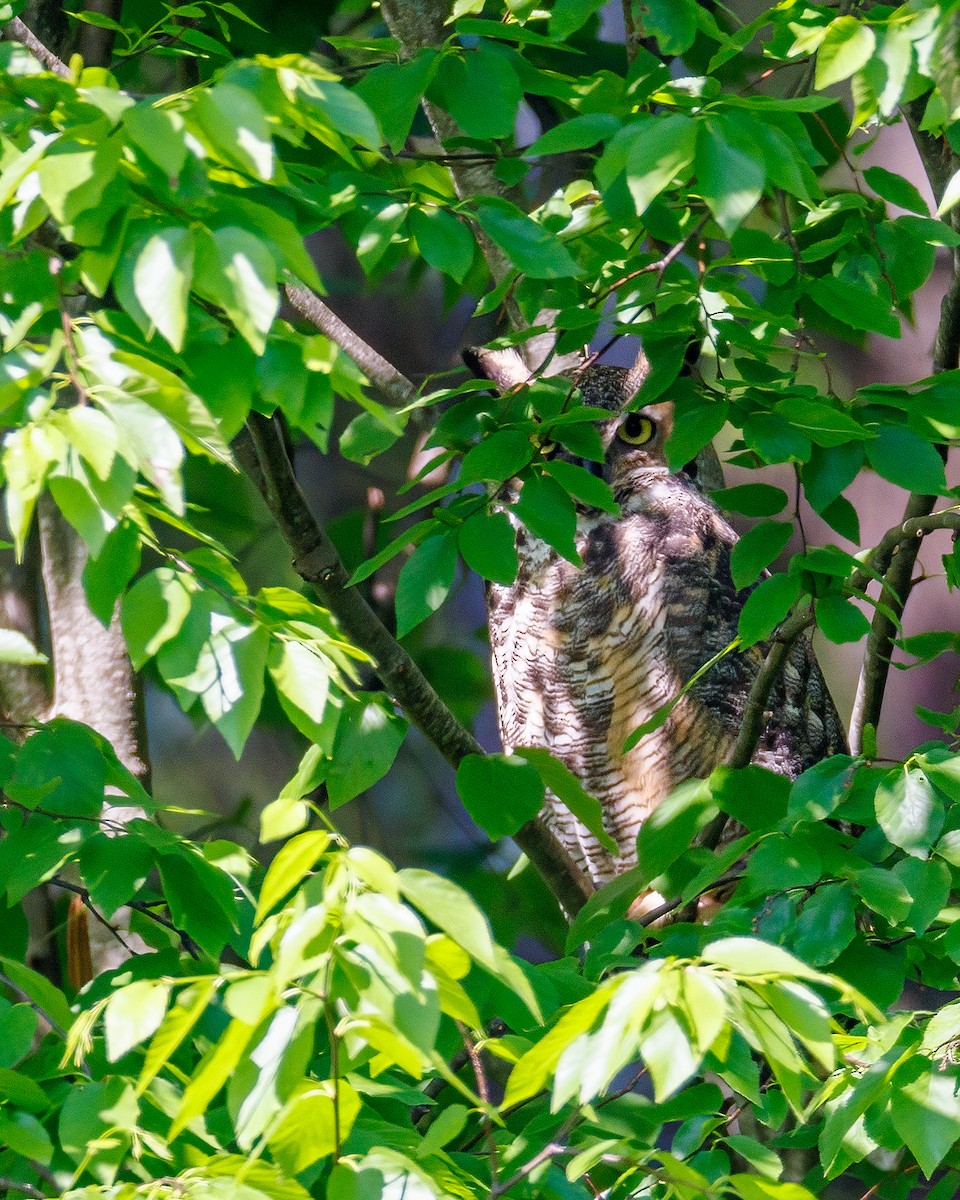 Great Horned Owl - ML619452768