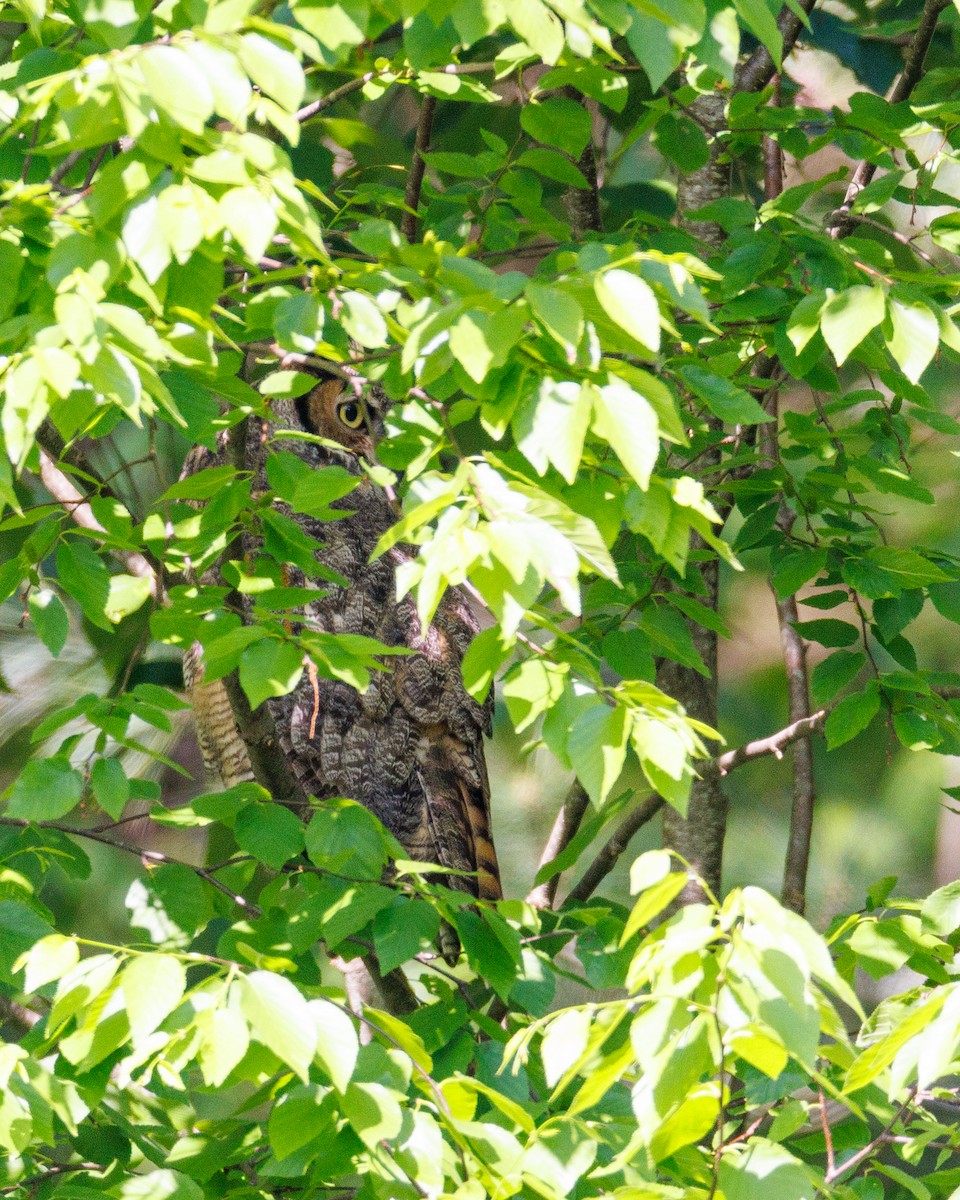 Great Horned Owl - ML619452774