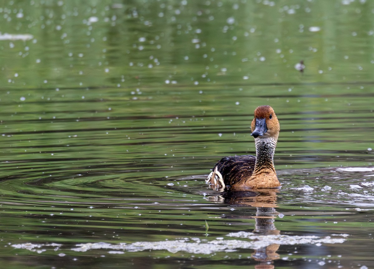 Fulvous Whistling-Duck - Daniel Griffith