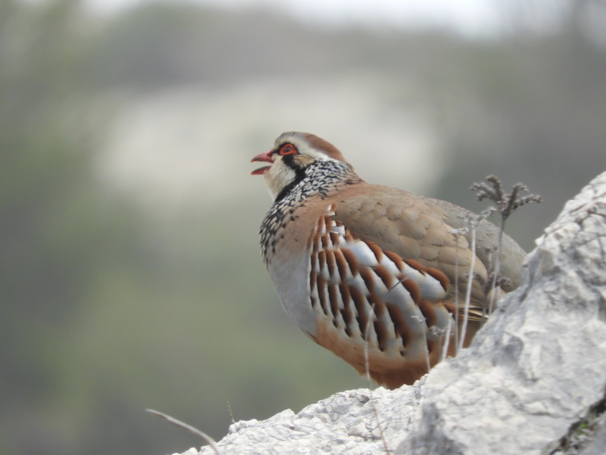 Red-legged Partridge - Mac  McCall