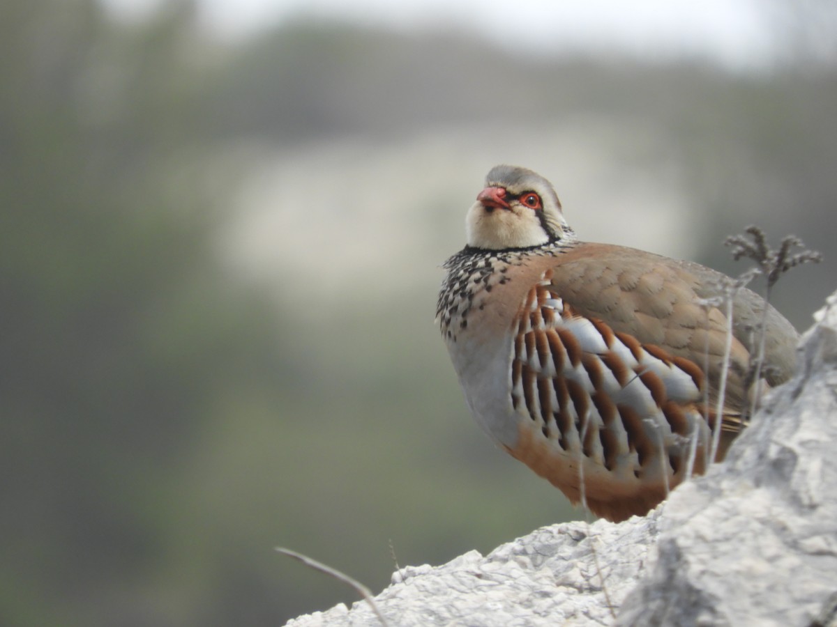 Red-legged Partridge - Mac  McCall