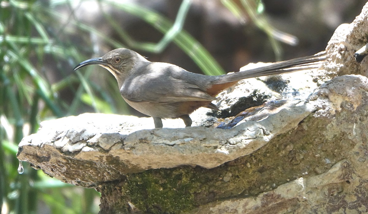 Crissal Thrasher - Carolyn Ohl, cc