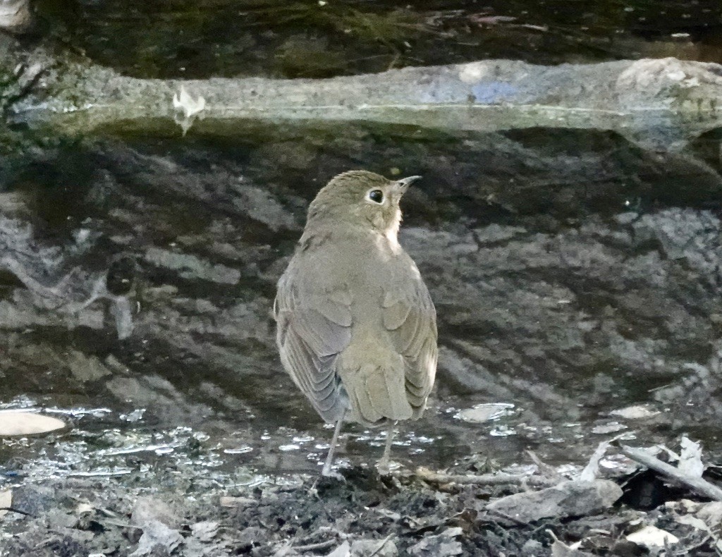 Swainson's Thrush (Olive-backed) - Rick Taylor