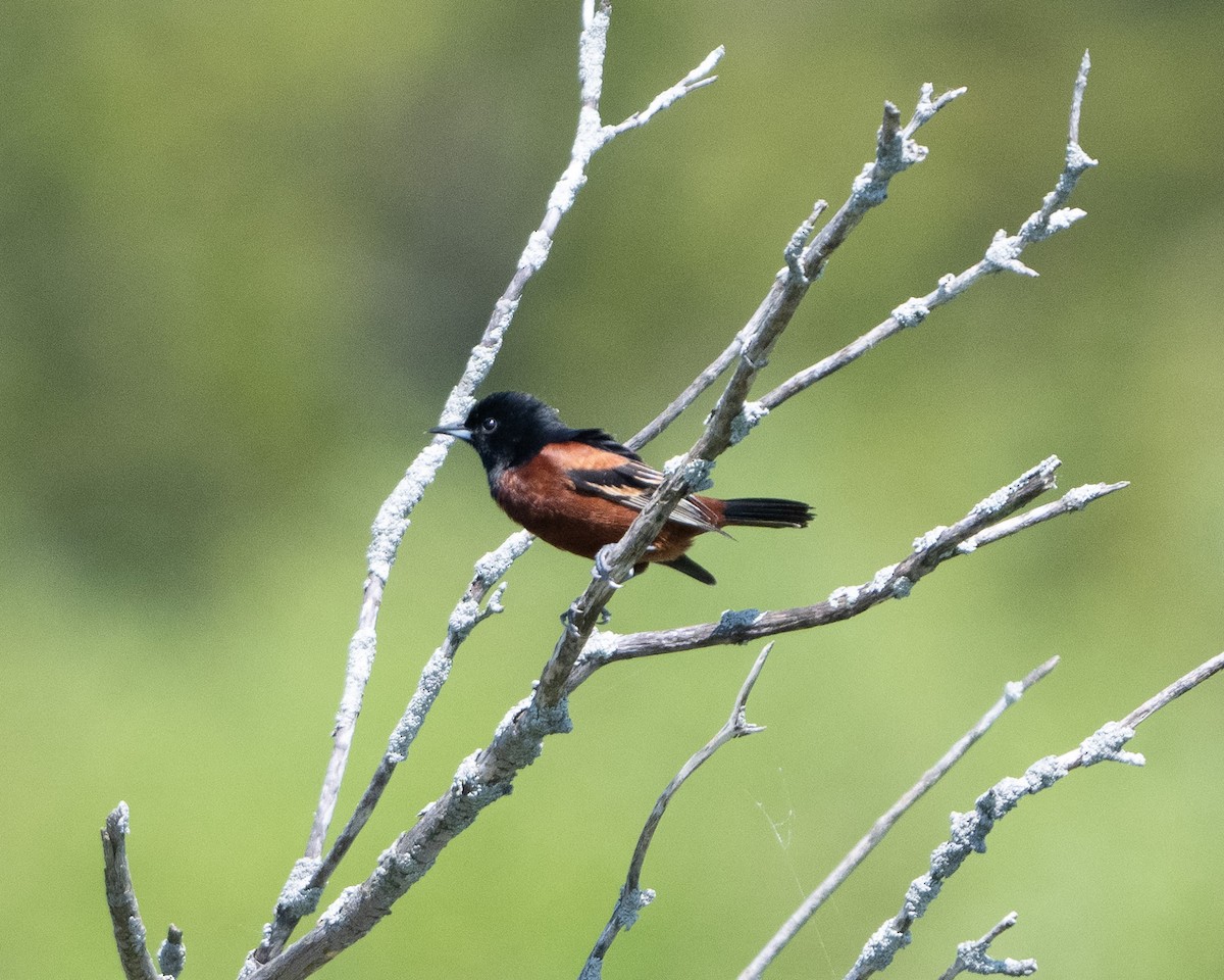 Orchard Oriole - Anthony Kaduck