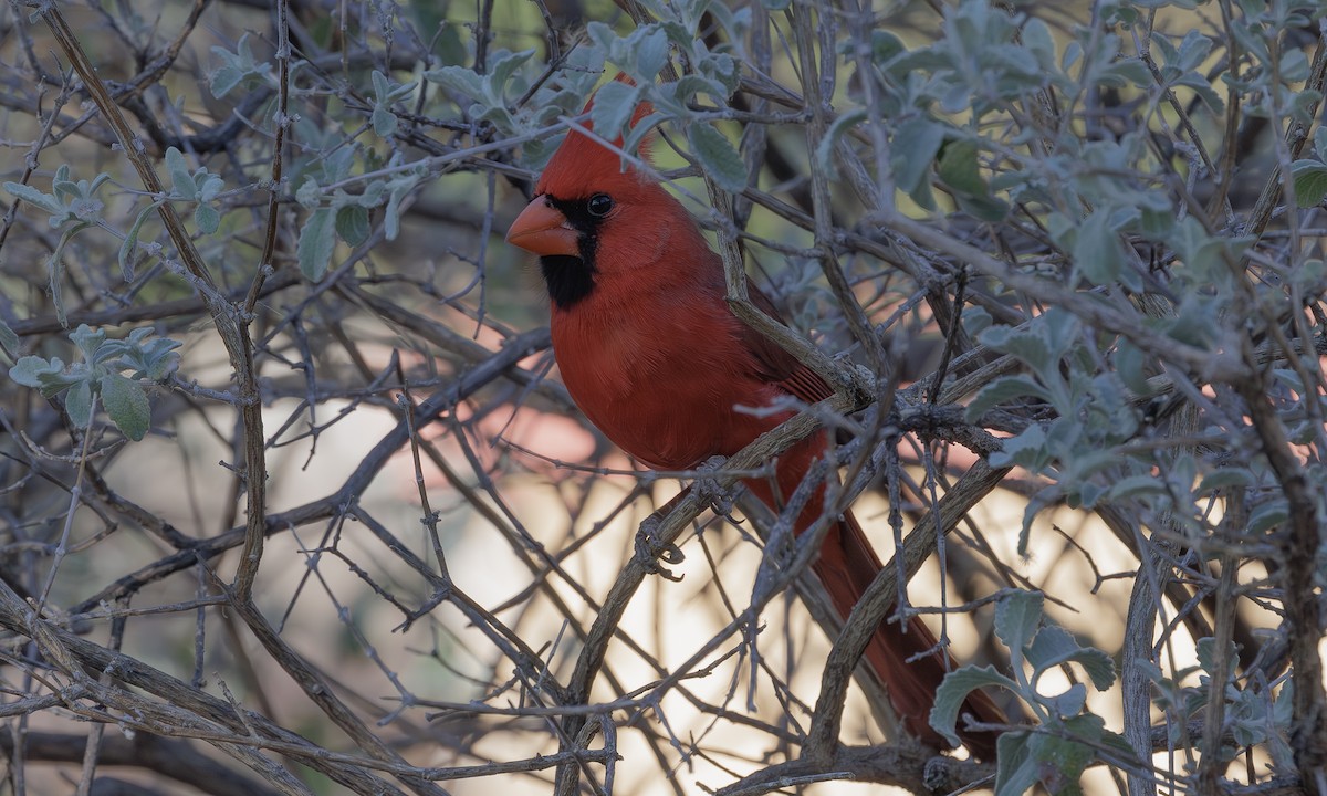 Northern Cardinal - Steve Kelling