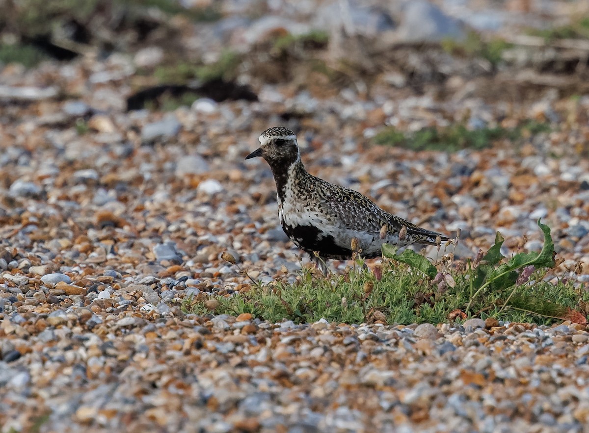 European Golden-Plover - Mike Edgecombe