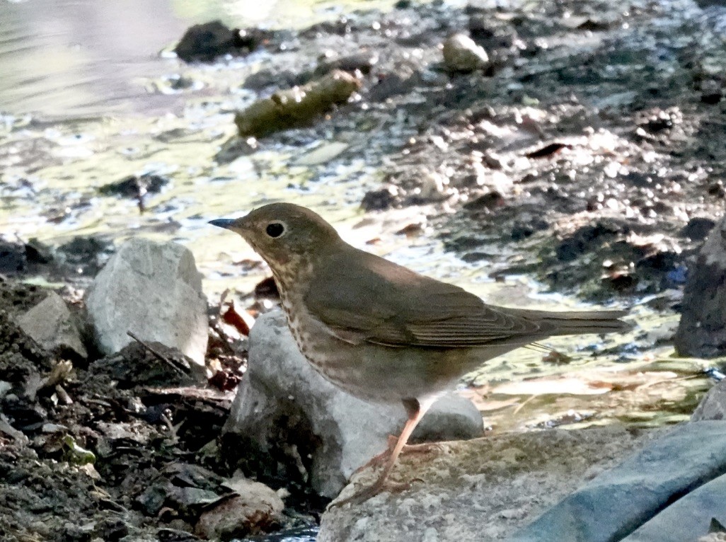 Swainson's Thrush (Russet-backed) - Rick Taylor