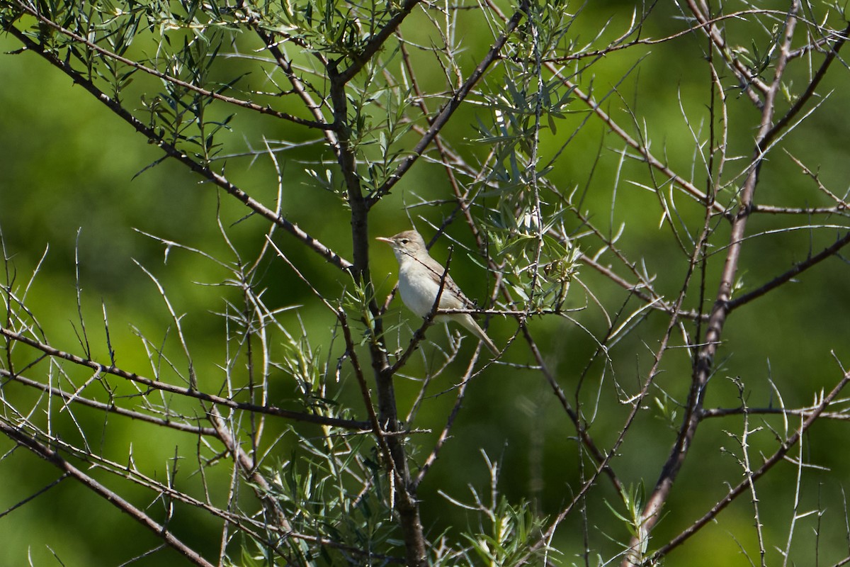 Eastern Olivaceous Warbler - Anastasiia Pashkovskaia