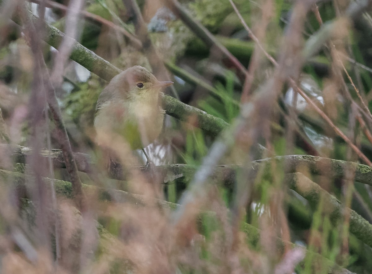 Icterine Warbler - Mike Edgecombe