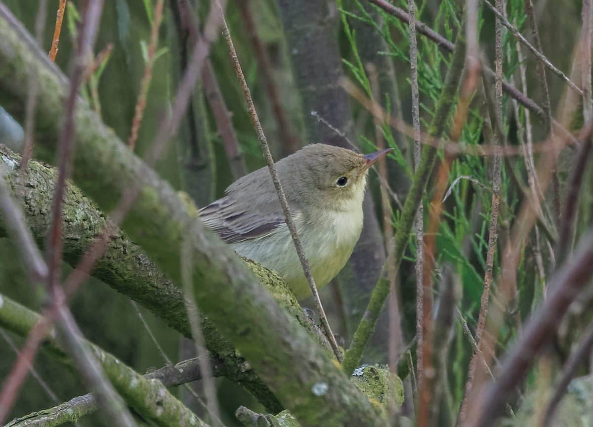 Icterine Warbler - Mike Edgecombe