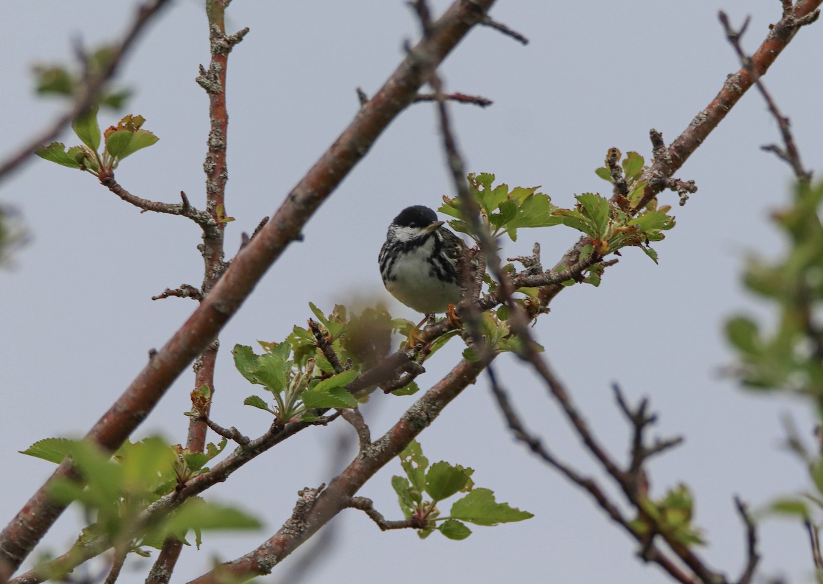 Blackpoll Warbler - Zachary Holderby