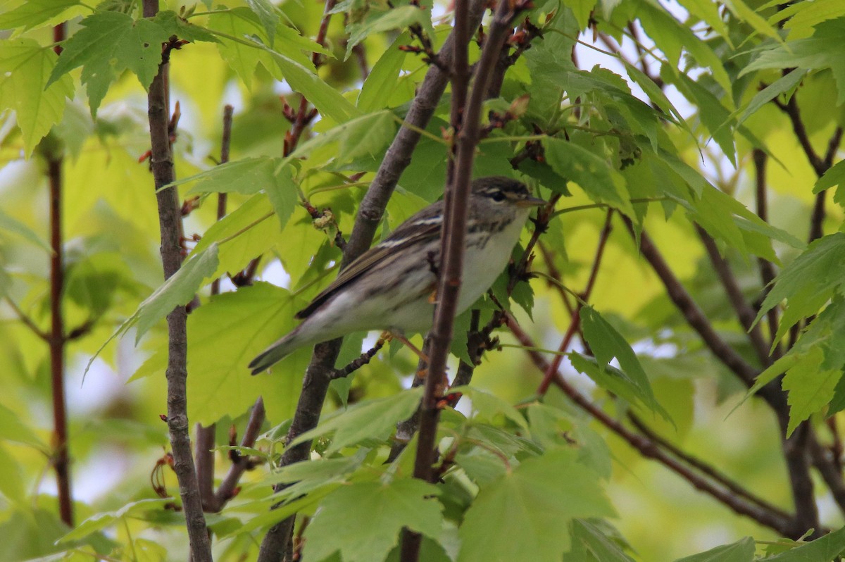 Blackpoll Warbler - Zachary Holderby