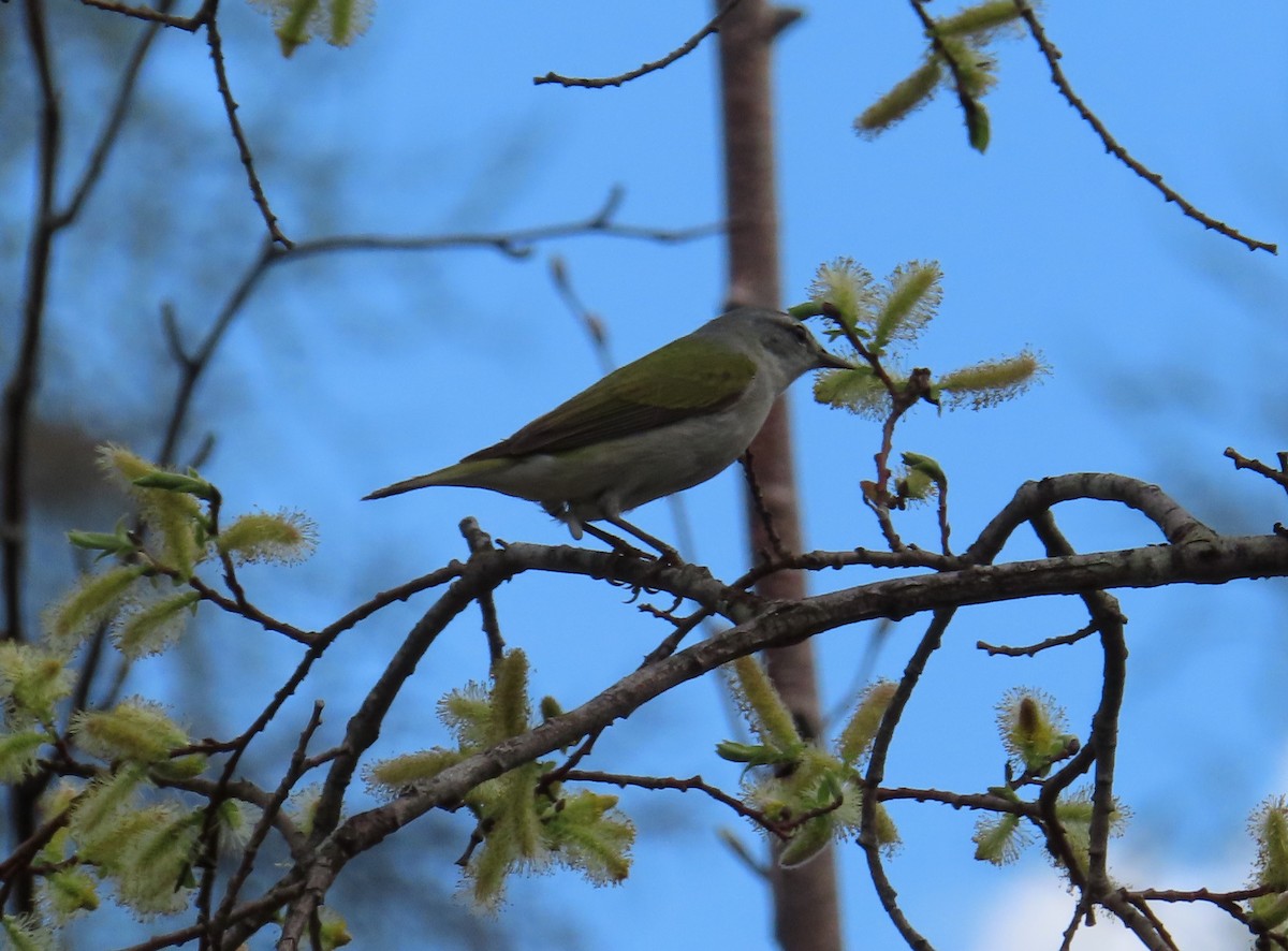 Tennessee Warbler - Sylvie Gagnon