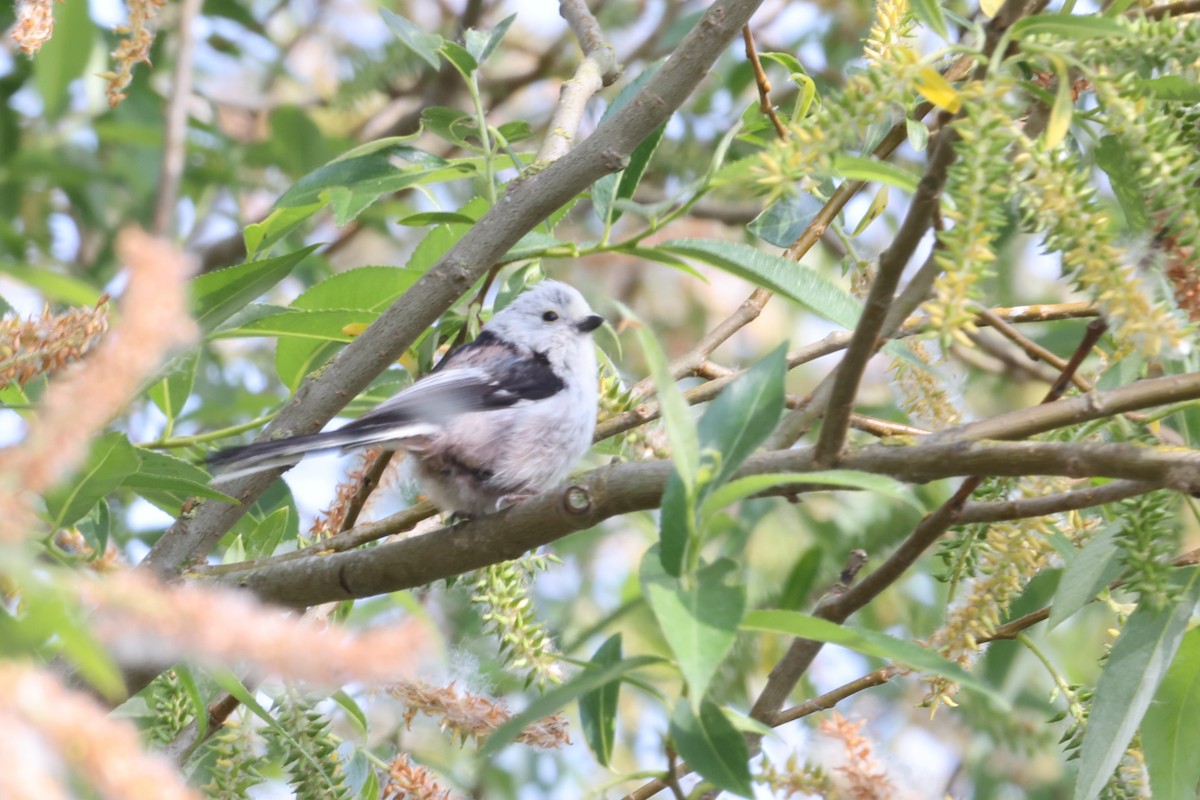 Long-tailed Tit - Jan Badura