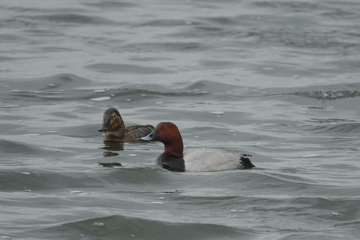 Common Pochard - AC Verbeek