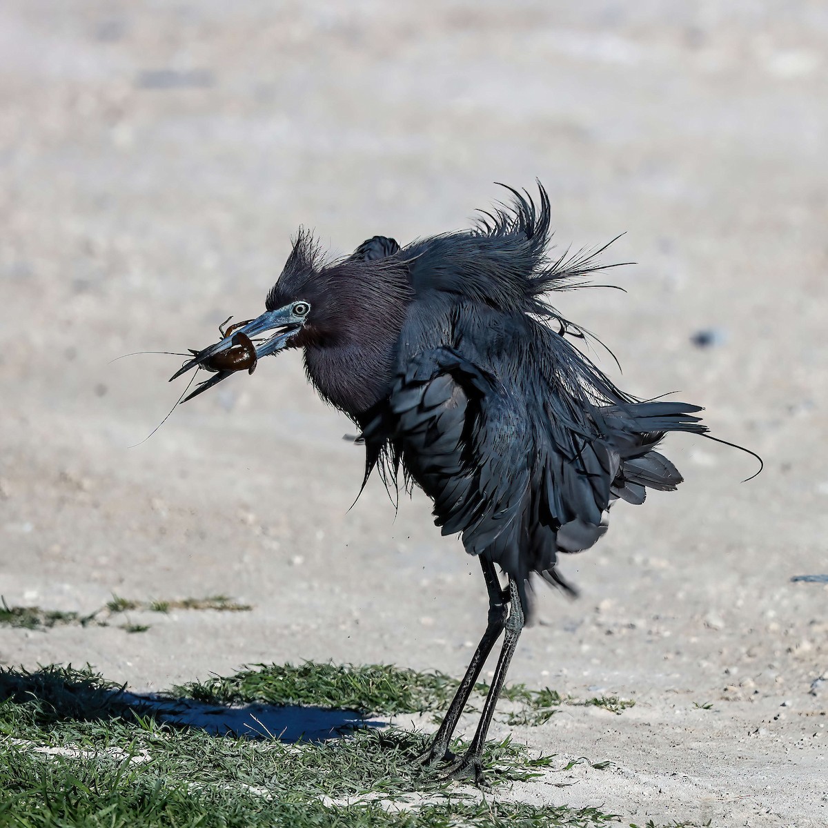 Little Blue Heron - Sylvie Nadeau Gneckow