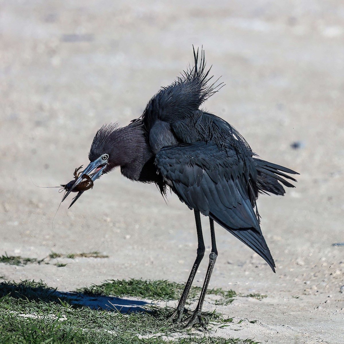 Little Blue Heron - Sylvie Nadeau Gneckow