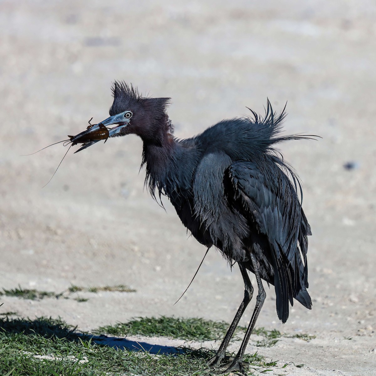 Little Blue Heron - Sylvie Nadeau Gneckow