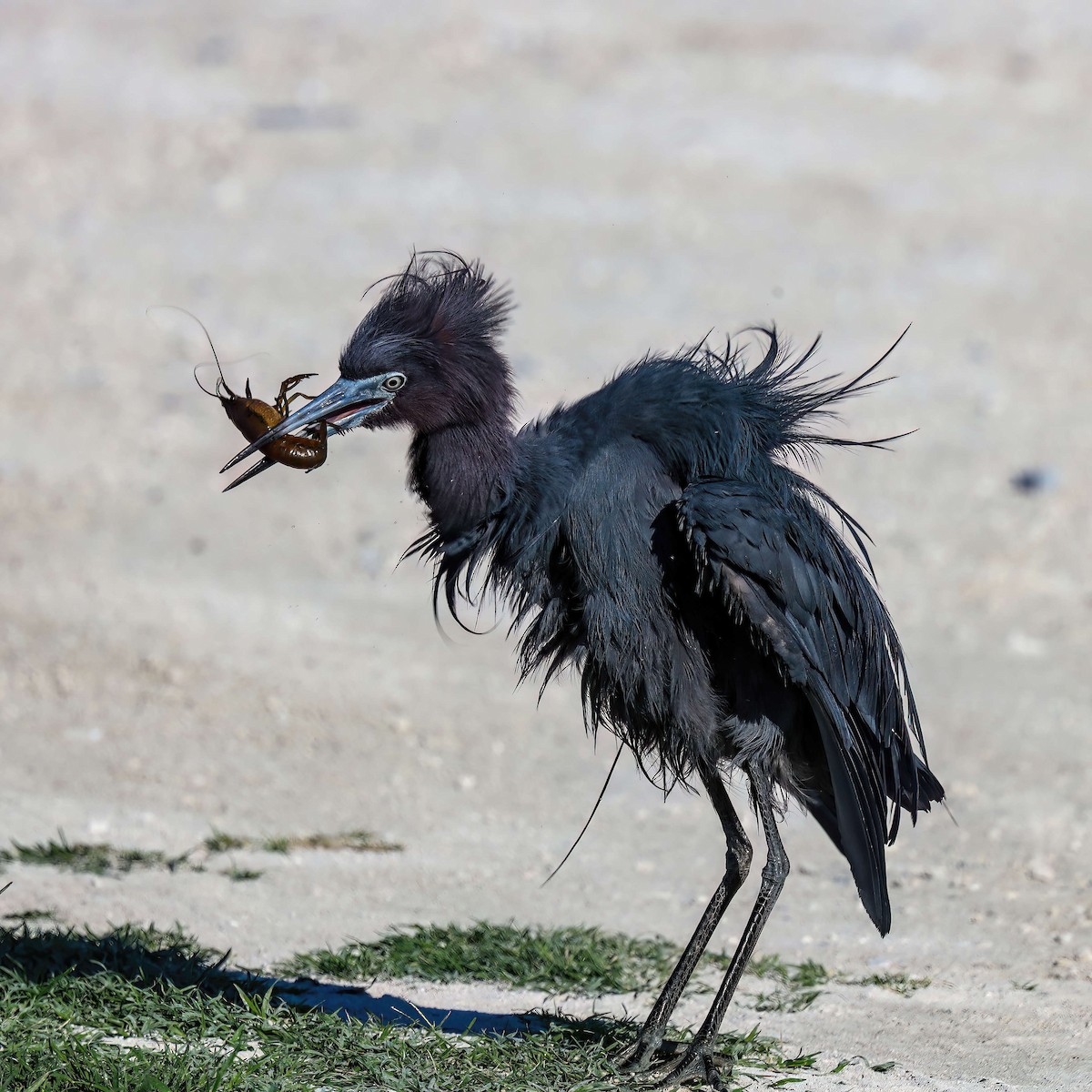 Little Blue Heron - Sylvie Nadeau Gneckow