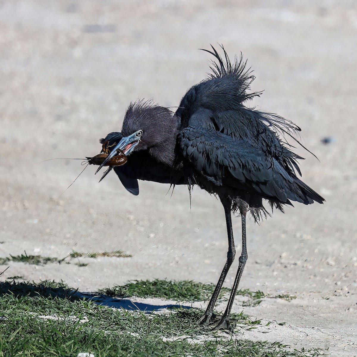 Little Blue Heron - Sylvie Nadeau Gneckow