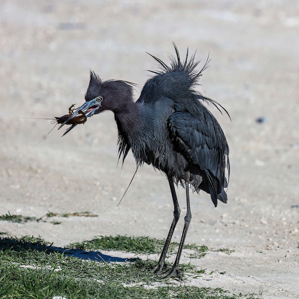 Little Blue Heron - Sylvie Nadeau Gneckow