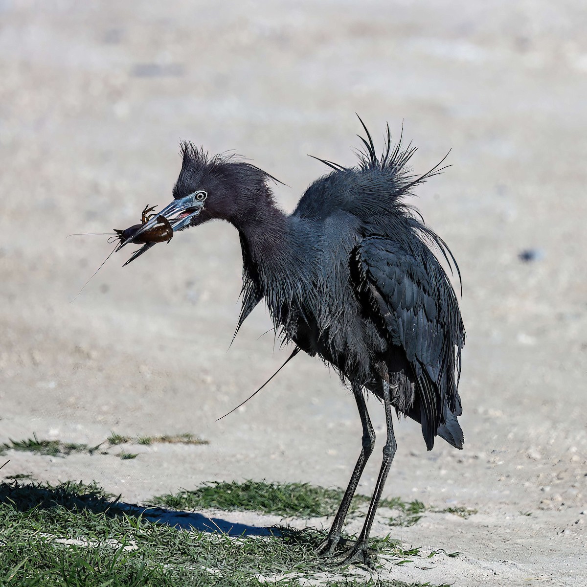 Little Blue Heron - Sylvie Nadeau Gneckow