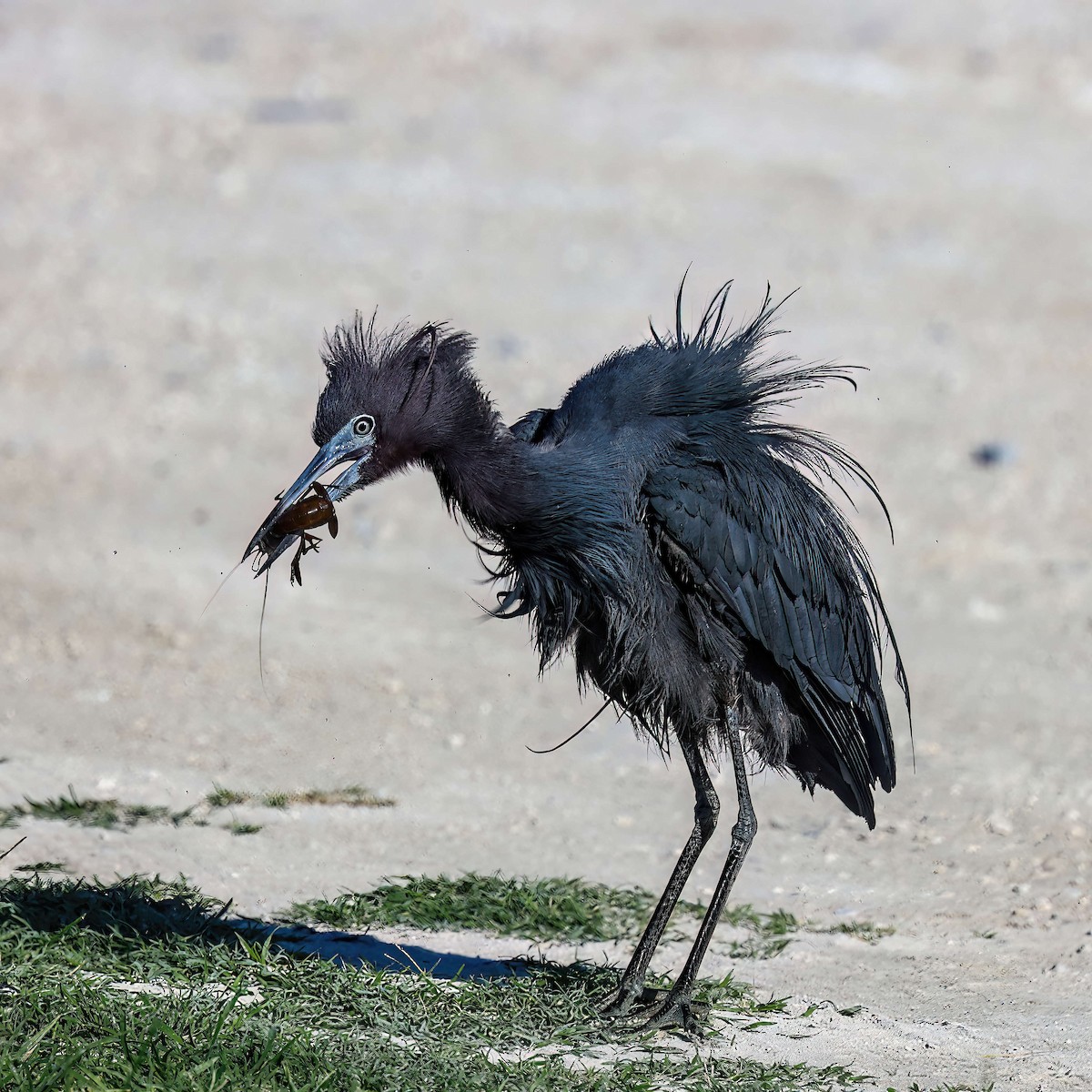 Little Blue Heron - Sylvie Nadeau Gneckow