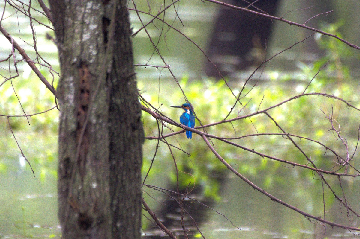 Common Kingfisher - Sathish Ramamoorthy