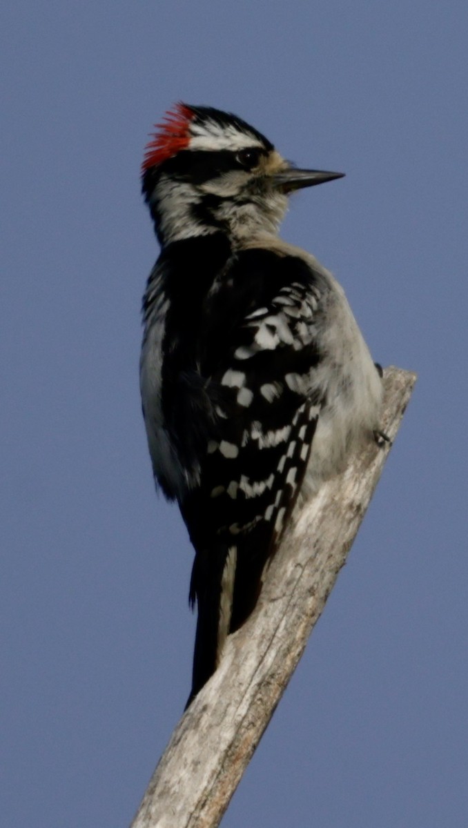Downy Woodpecker - Christine Stoughton Root