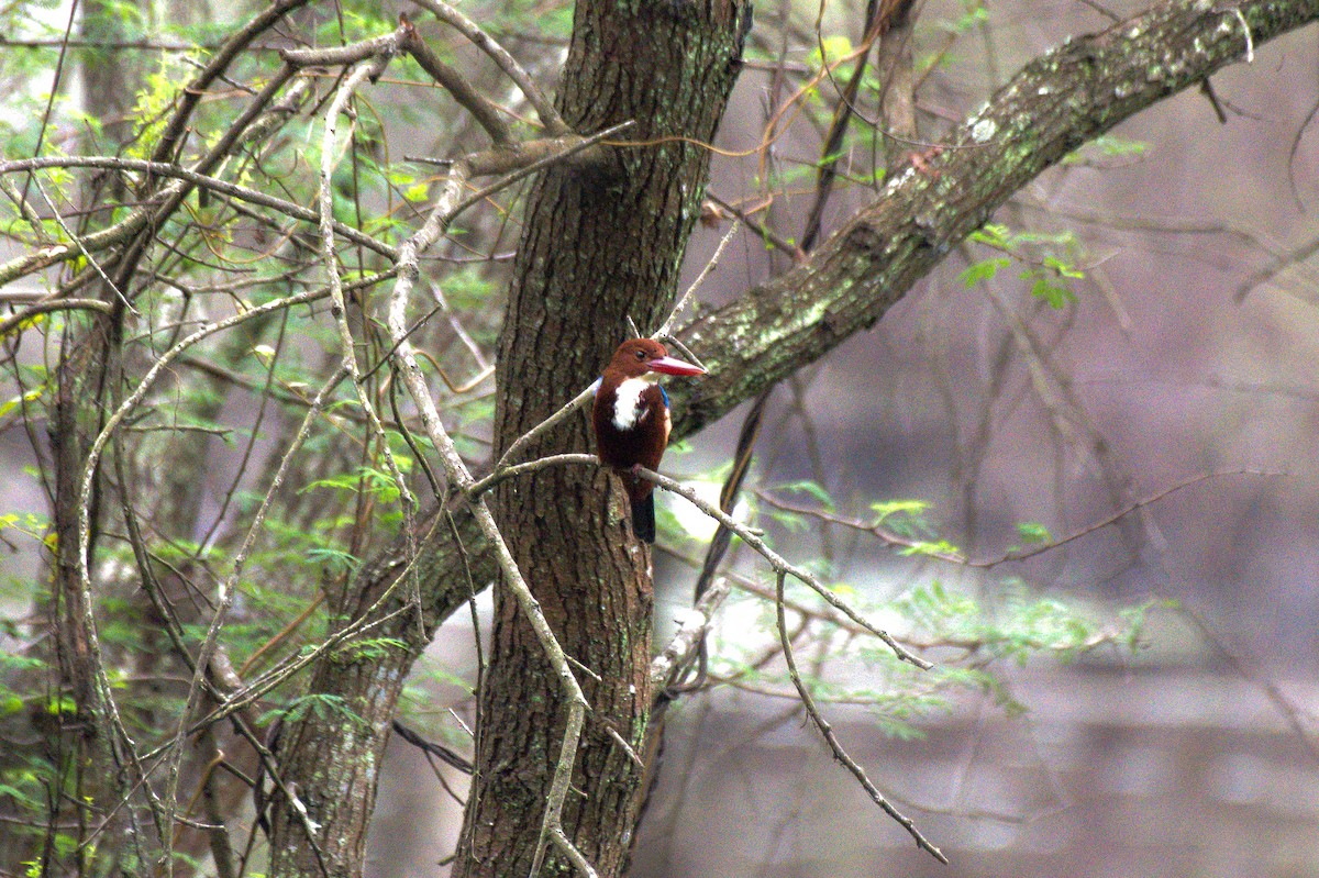 White-throated Kingfisher - Sathish Ramamoorthy