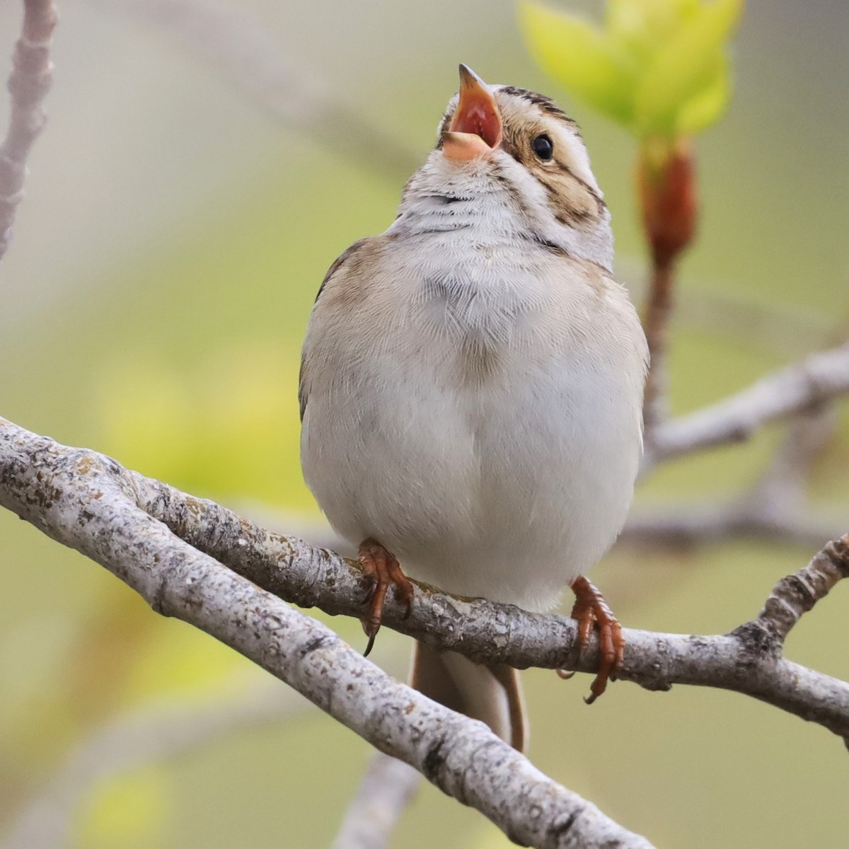 Clay-colored Sparrow - Aarre Ertolahti