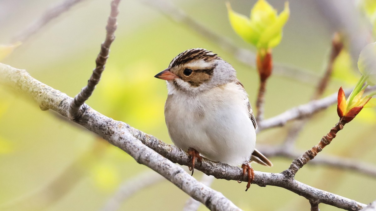 Clay-colored Sparrow - Aarre Ertolahti