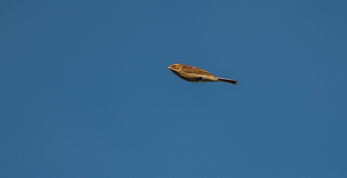 Reed Bunting - Theo de Clermont