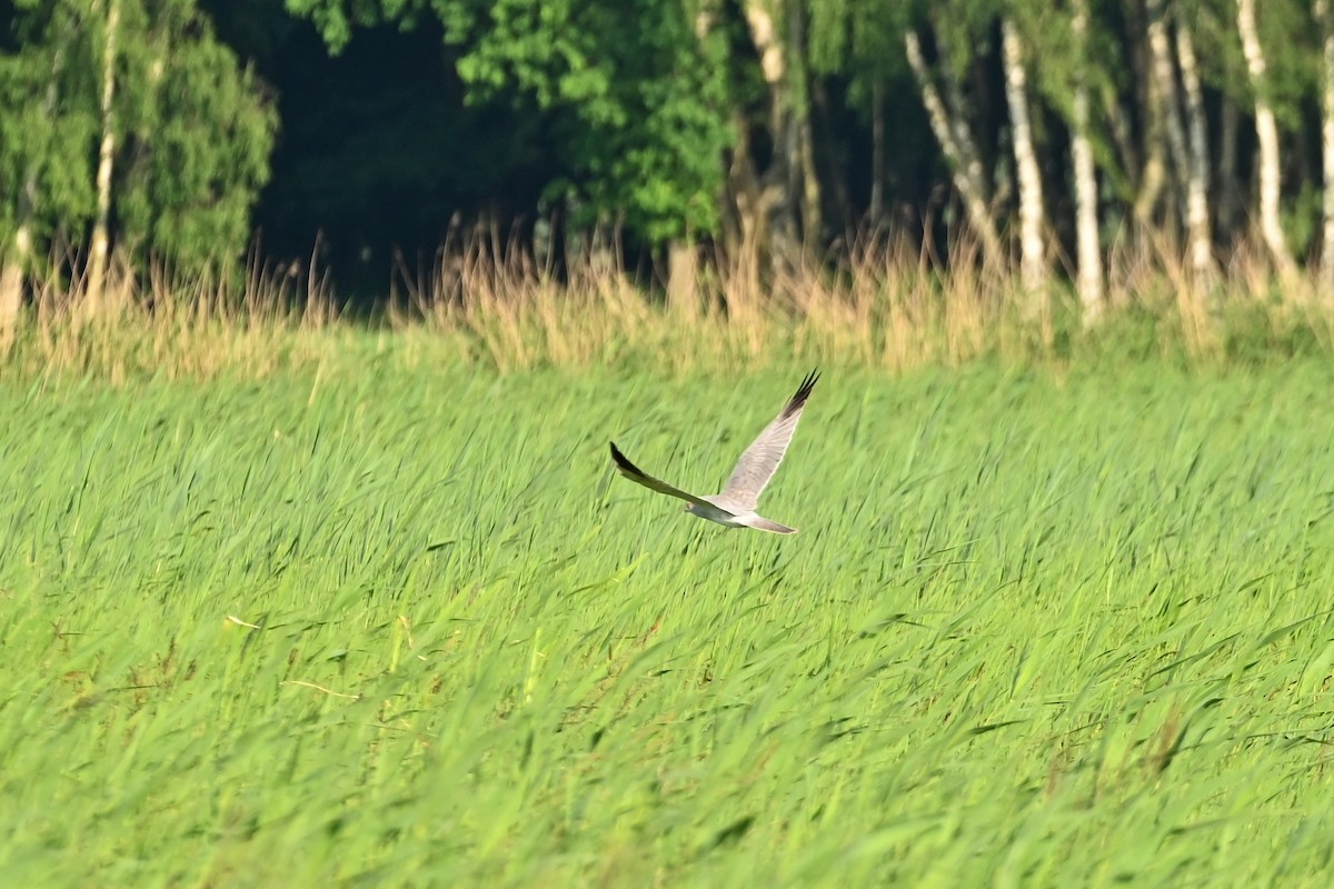 Pallid Harrier - ML619452911