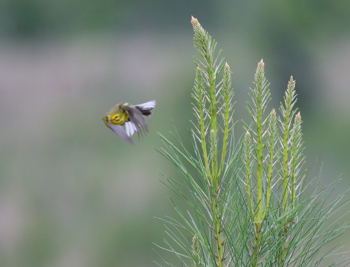 Prairie Warbler - Laurel Barnhill