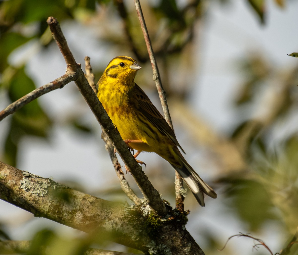 Yellowhammer - Theo de Clermont