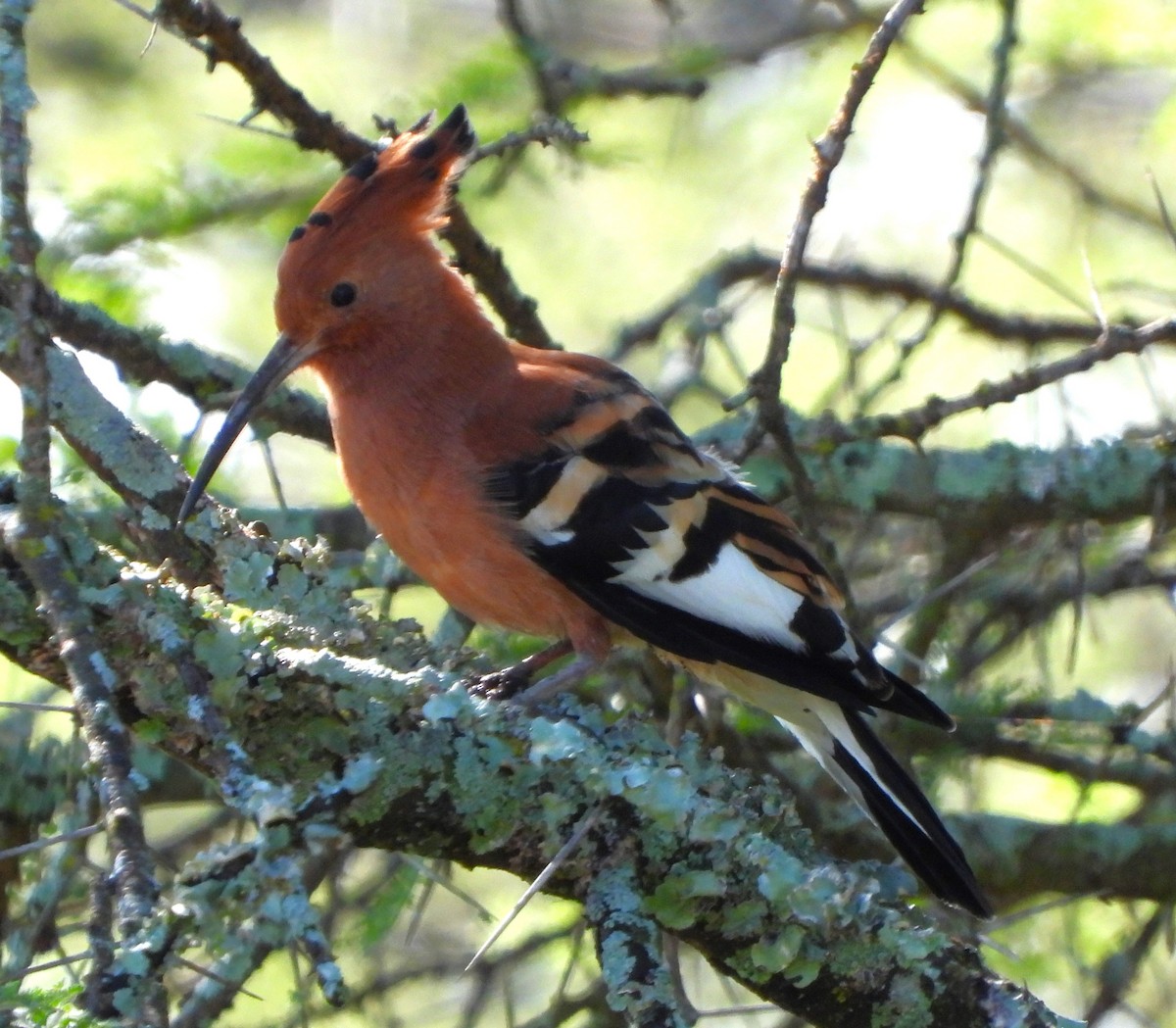 Eurasian Hoopoe - Lynn Scarlett