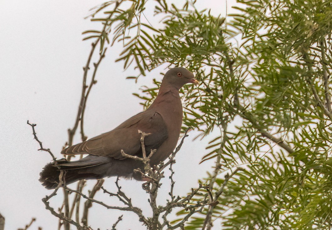 Red-billed Pigeon - Anne Heyerly