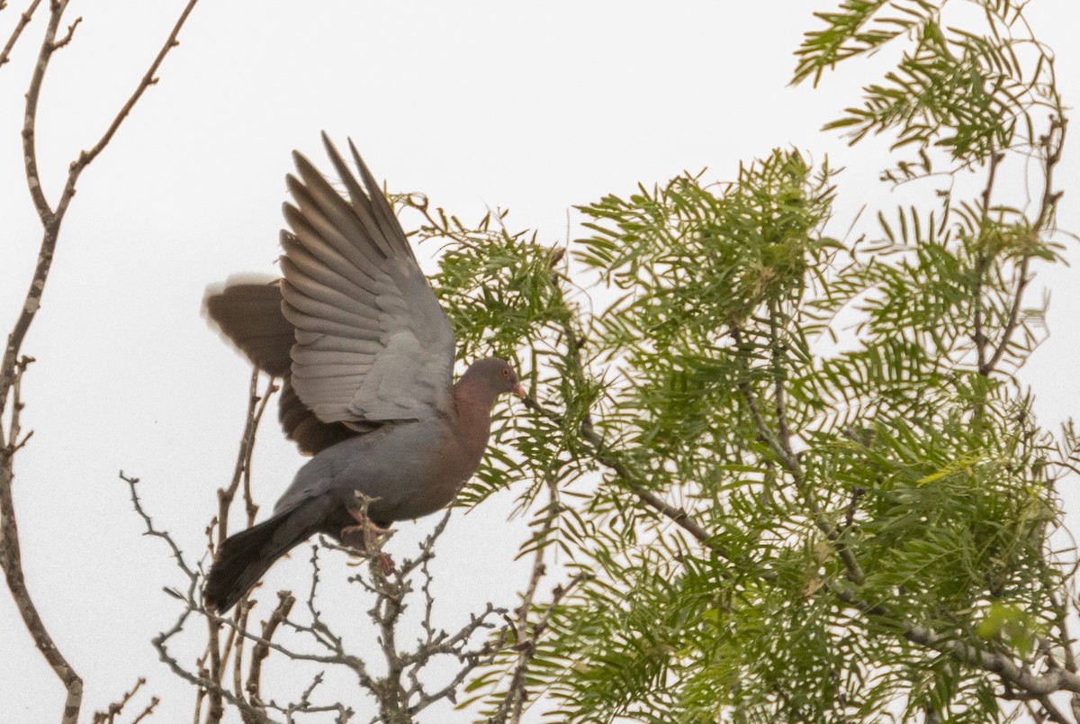 Red-billed Pigeon - Anne Heyerly