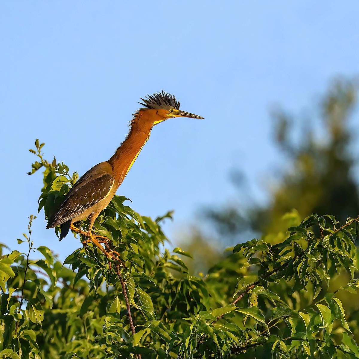 Green Heron - Sylvie Nadeau Gneckow